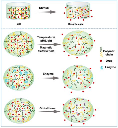 In Situ Smart Hydrogels Encyclopedia Mdpi