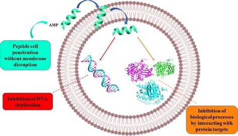 Schematic Representation Of Toll A Imd B And Jak Stat C Download Scientific Diagram