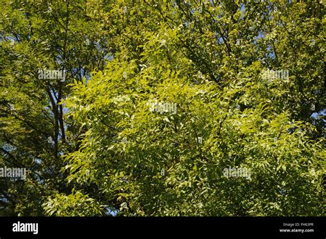 Ash Tree Hi Res Stock Photography And Images Alamy