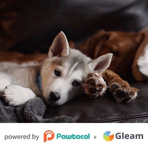 Pawtocol seeks to help businesses, vets, and pet-based services to