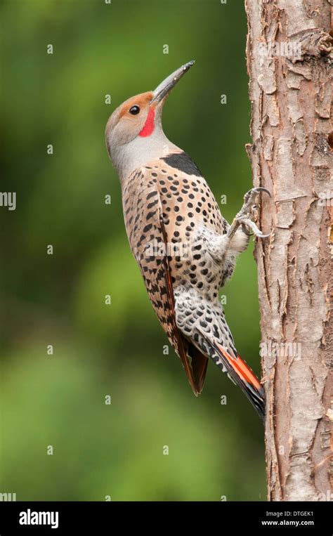 Northern Flicker Red Shafted Male Stock Photo Royalty Free Image