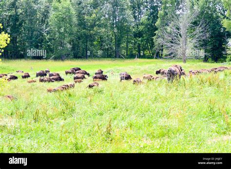 Wild Bison Grazing With Young In The Field Stock Photo Alamy