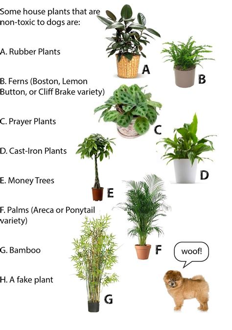 List Of Plants Safe For Cats For Small Room | Wallpaper HD and Aesthetic