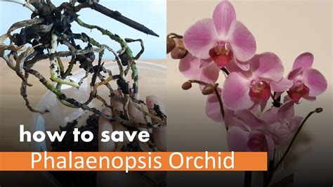 How To Save Orchid In Water My Orchid Is Dying Phalaenopsis