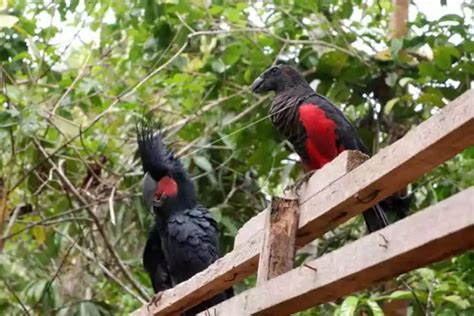 Sebelum Dilepasliarkan Burung Liar Jalani Masa Habituasi