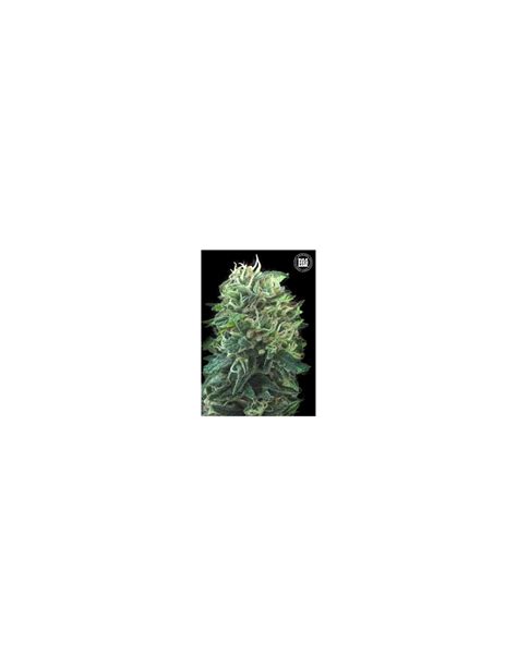 Green Scout Cookies Bulk Seed Bank Feminized Seeds