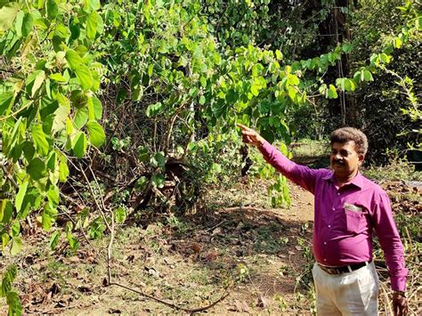 A Unique Forest Full Of Medicinal Plants Comes Up In Pune — Thanks To