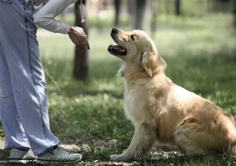 Training Tips: How to Teach Your Dog to Sit - My Animals