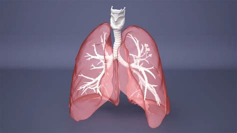 Human Lung with Bronchia - Anatomy Respiratory System 3D model | CGTrader