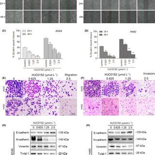 Hjc Suppresses Migration And Invasion Of Nsclc Cell Lines Ab