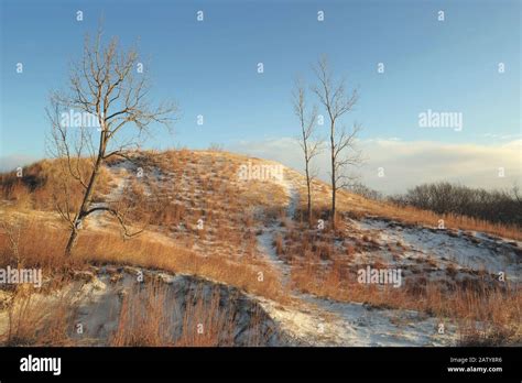 Snow covered golden dunes in winter at the Indiana Dunes National Park i n northern Indiana ...