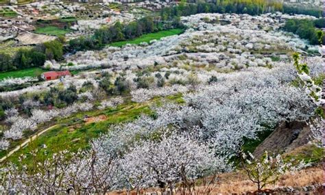 Valle del Jerte cerezos flores y mucho más Guia de jardin