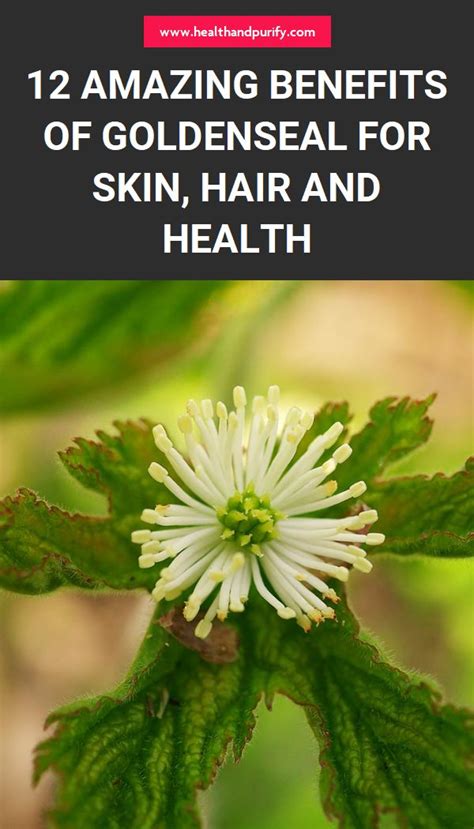 12 Amazing Benefits Of Goldenseal For Skin Hair And Health In 2020