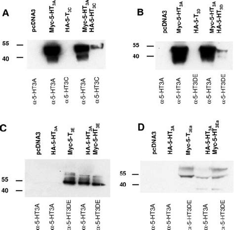 Western Blot Analysis Of Transfected And Biotinylated Hek293 Cells