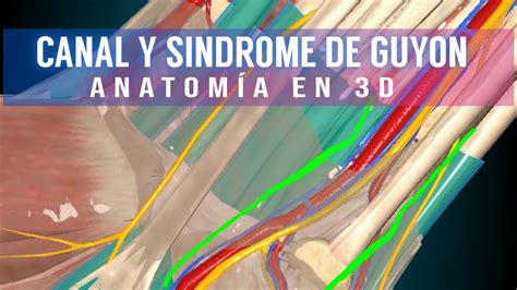 Anatom A D Canal De Guyon Y S Ndrome De Guyon Medicina