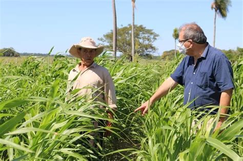 Productores de la compañía de Pilar apuestan al cultivo del sorgo