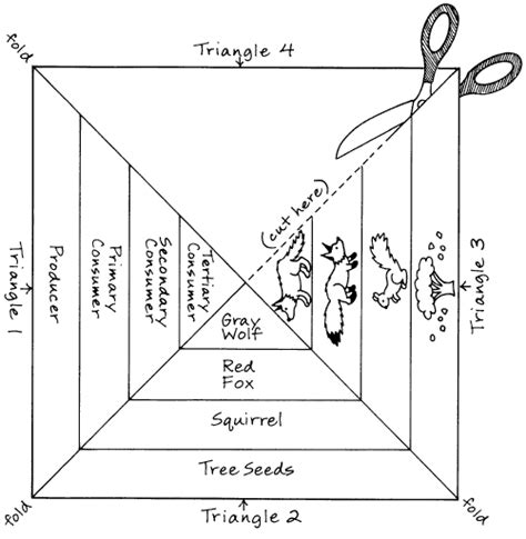 Food Chain Pyramid Worksheet