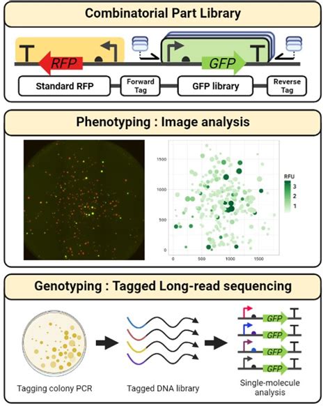 Sblab Novel High Throughput Dna Part Characterization Technique For