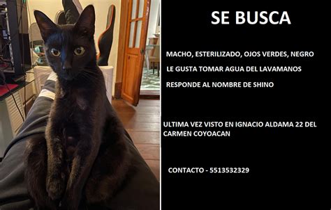 Mascotas Sismo On Twitter Extraviado Shino Gato Macho Esterilizado