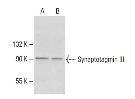 SCBT Santa Cruz Biotechnology