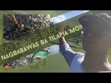 TILAPIA BASIC TIPS 40 PAANO MALALAMAN NA UMUUNTE ANG TILAPIA MO AT