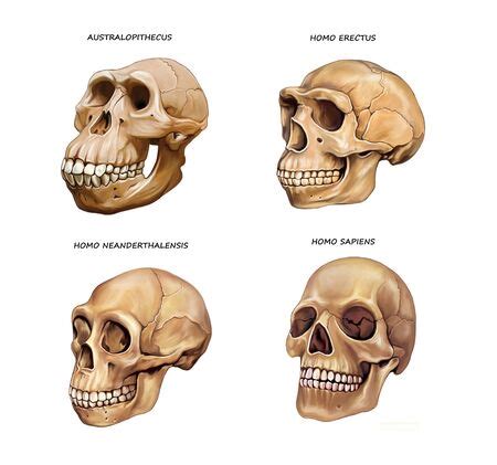 Photo of human skull evolution: - ID:147553423 - Royalty Free Image - Stocklib