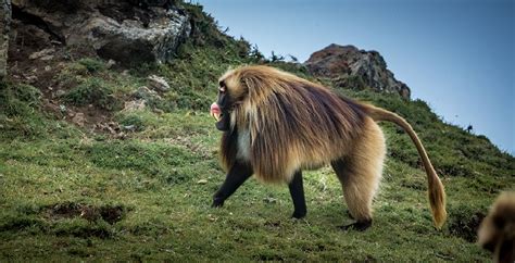 Gelada Monkeys Of Ethiopia