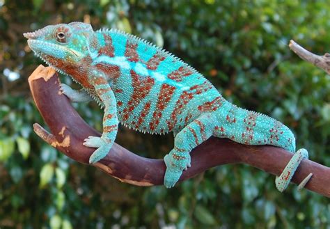 Panther Chameleon Facts And Pictures