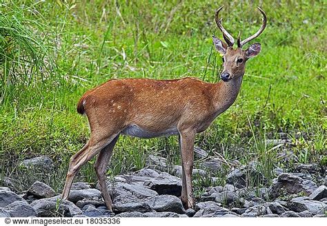 Eld S Deer Panolia Eldii Endangered Deer Species Native To Southeast