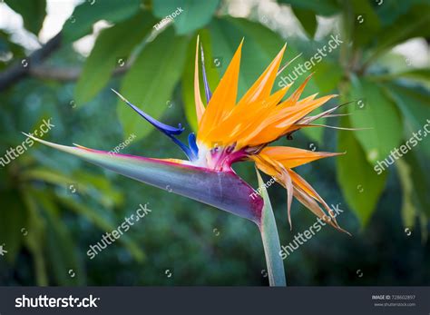 Crane Flower Strelitzia Reginae Plant Full Stock Photo 728602897