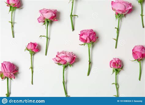 Rosas Cor De Rosa Bonitas No Fundo Branco Foto De Stock Imagem De