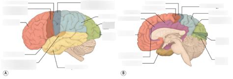 Diagram Of Regional Anatomy Bab S01 Topography Of The Brain And Spinal