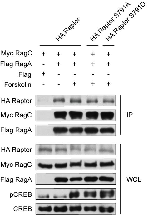 Figures And Data In Gpcr Signaling Inhibits Mtorc Via Pka