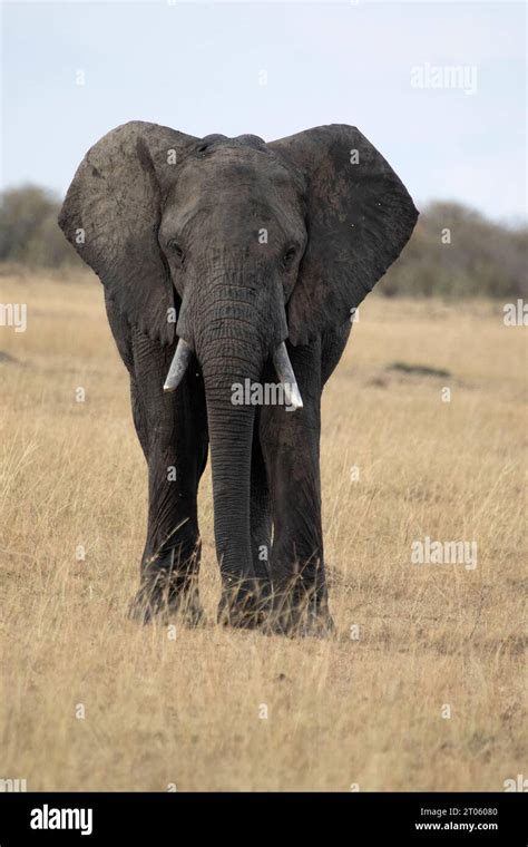 Adult Male African Elephant In The African Savannah Among Tall Grasses