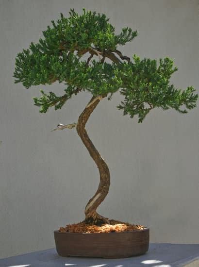 Come Curare Olivo Bonsai Mondo Bonsai