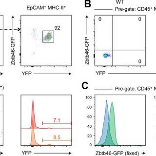 Monocyte Progeny Are Marked By Mafb Driven Lineage Tracing A