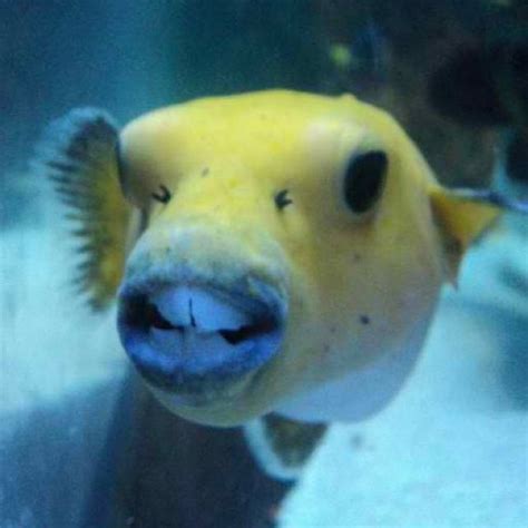 Freshwater Puffer Fish Teeth - Ape Aquarium Fish