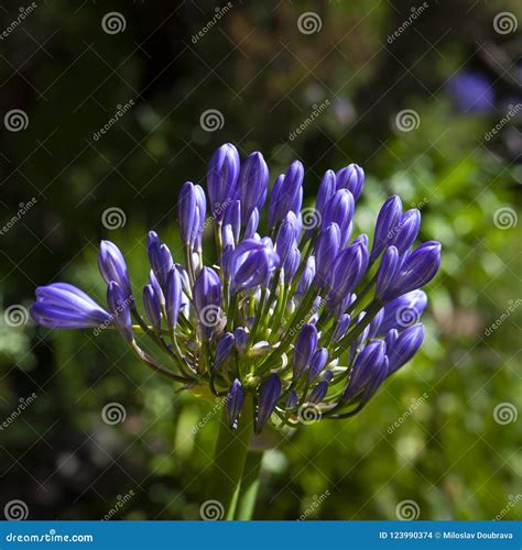 African lily stock photo. Image of detail, madeira, blossom - 123990374