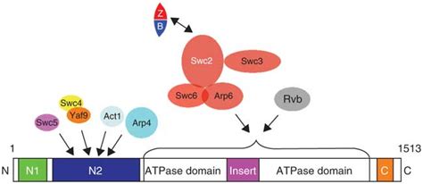 Summary Of Subunit Interactions In The SWR1 Complex SWR1 Subunits