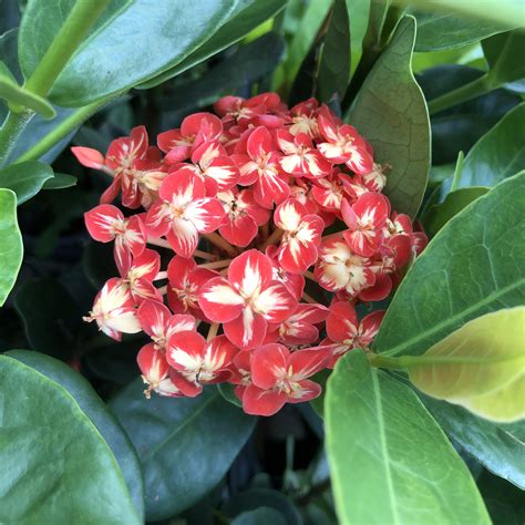 Maui Red Ixora Tropical Live Plant Orange Red Flower Starter Size 4