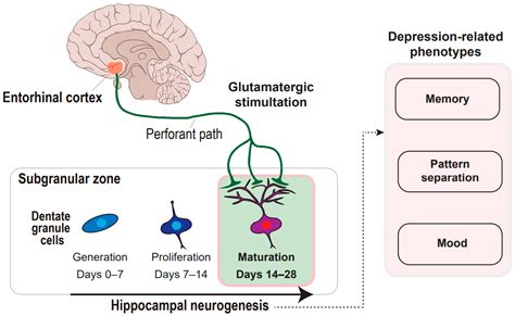 Neural Circuitryneurogenesis Coupling Model Of Depression