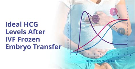 Embryo Development After Ivf Transfer