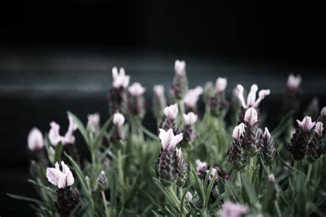 Butterfly lavender Free Photo Download | FreeImages