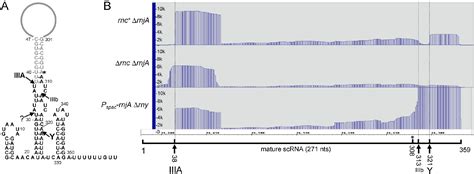 Figure From Mapping Of Internal Monophosphate Ends Of Bacillus