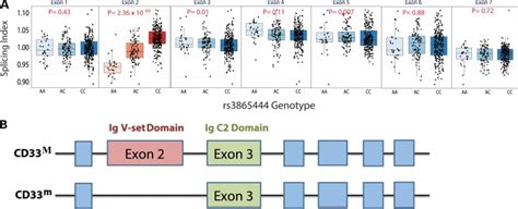 Cd33 Increased Inclusion Of Exon 2 Implicates The Ig V Set Domain In Alzheimers Disease