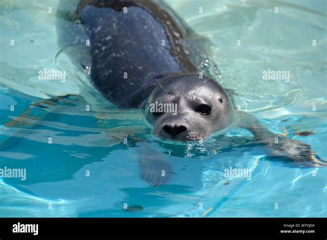 Skegness Natureland Seal Sanctuary, Lincolnshire, UK Stock Photo - Alamy