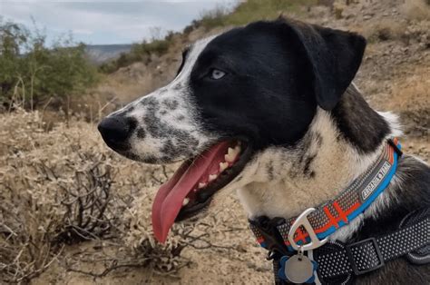 Dalmatian Husky Mix Meet The Dalusky