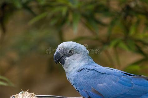 The Spix`s macaw stock image. Image of extinction, little - 184585497