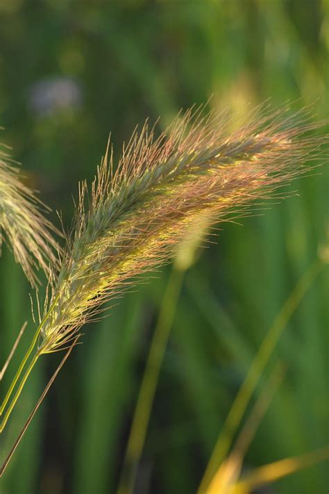 Canadian Wild Rye Grass