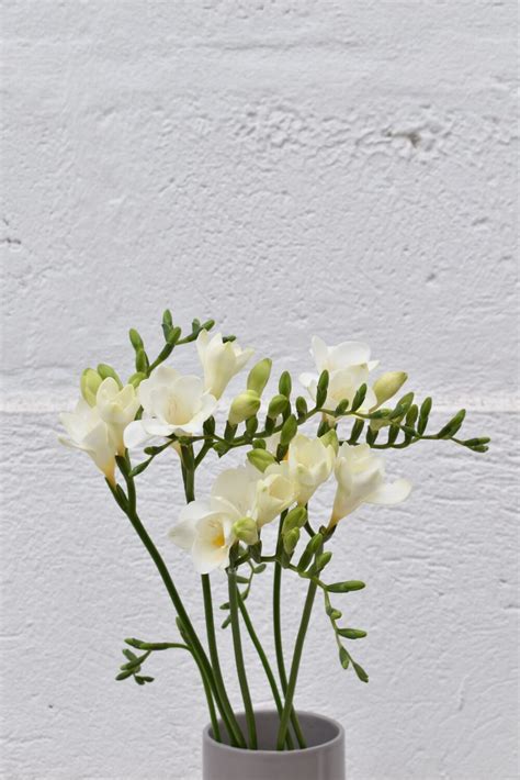 Freesia White – Agrogana